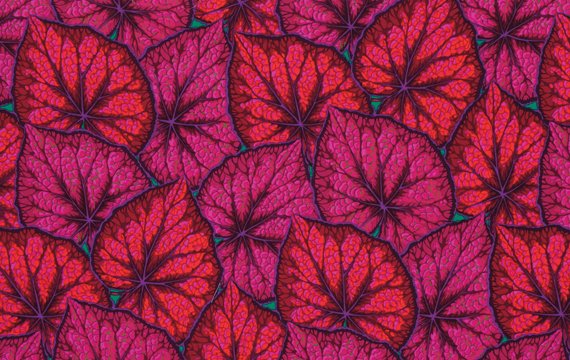 Begonis Leaves - pink read - rød lilla begonia blade. Philip Jacobs design.